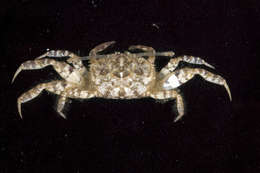 Слика од Macrophthalmus (Macrophthalmus) milloti Crosnier 1965