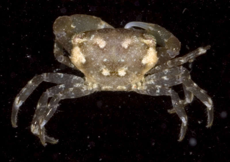 Image of Gorilla crabs