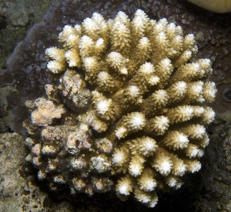 Image of staghorn corals