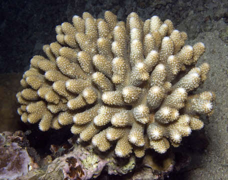 Image of staghorn corals