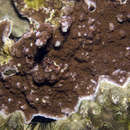 Image of pore coral