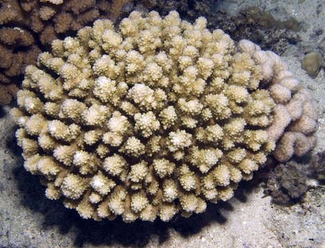 Image of staghorn corals