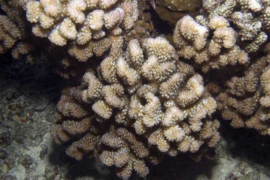 Image of cauliflower coral