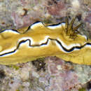 Image of Black edge white brown slug