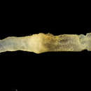 Image of Hawaiian acorn worm