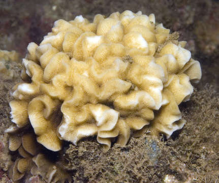 繡球雀屏珊瑚的圖片