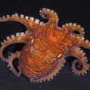 Слика од Octopus wolfi (Wülker 1913)