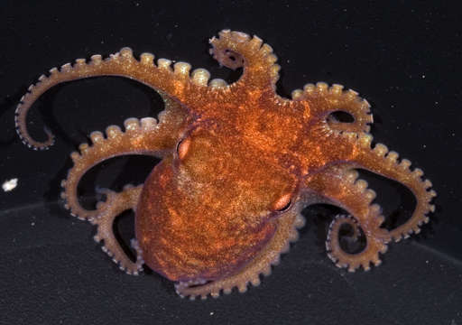 Image de Octopus