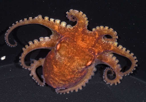 Image of Octopus