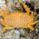 Image of <i>Neoliomera richtersi</i>