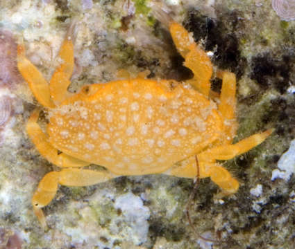 صورة <i>Neoliomera richtersi</i>