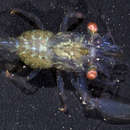 <i>Harpiliopsis beaupresii</i>的圖片