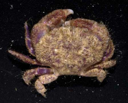 Image of <i>Pseudoliomera variolosa</i>