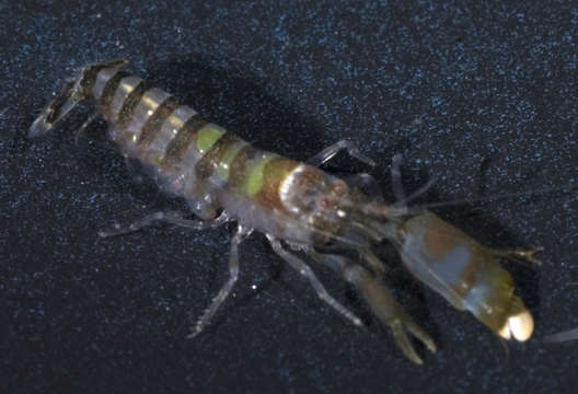 Image of green-banded snapping shrimp
