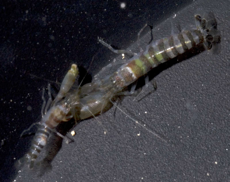 Image of green-banded snapping shrimp