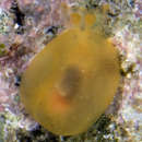 Image of Berthellina delicata (Pease 1861)