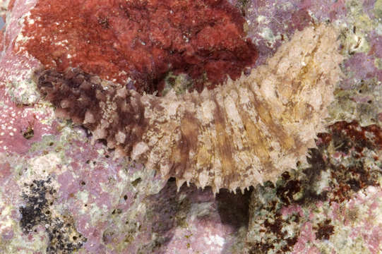 Thymiosycia resmi