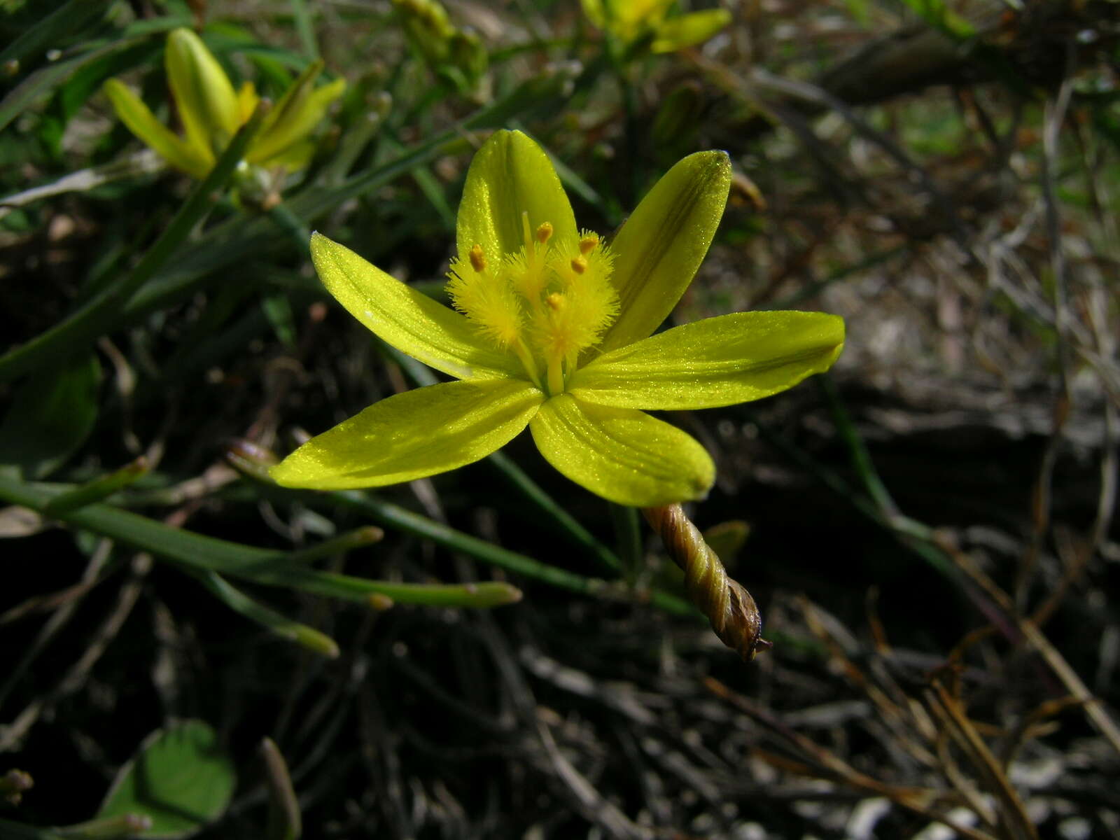 Image of Tricoryne elatior R. Br.