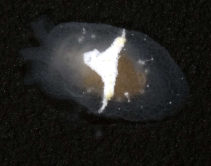Image of Brown spotted grey slug