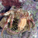 Image of jeweled anemone hermit