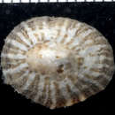 Image of Siphonaria normalis A. A. Gould 1846