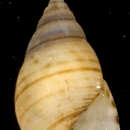 Image of <i>Angiola fasciata</i> (Pease 1868)