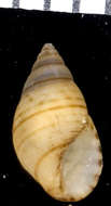 Image of Cerithioidea J. Fleming 1822