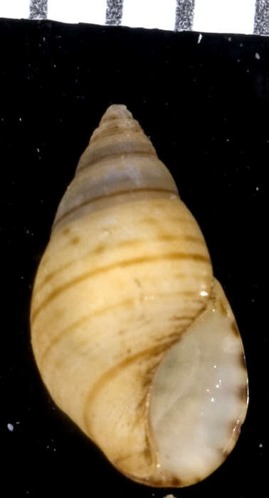 Image of Planaxidae