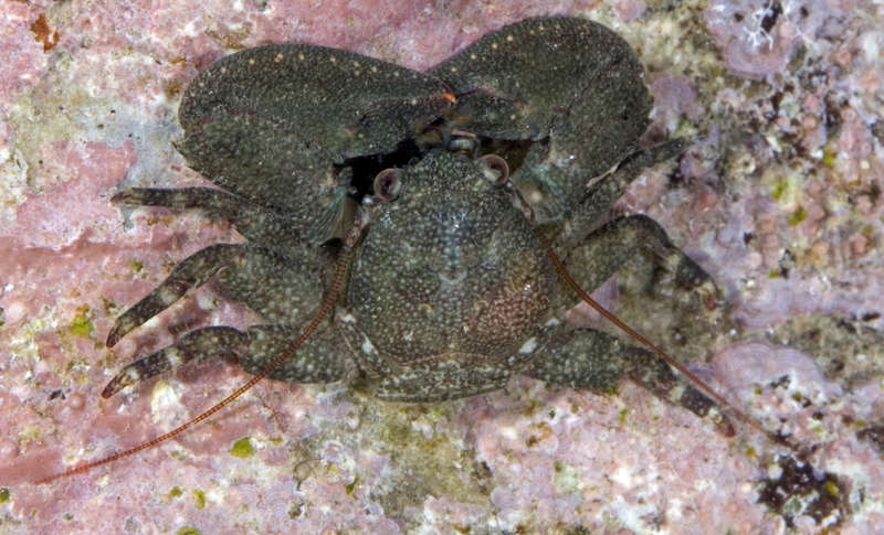 Image of squat lobsters