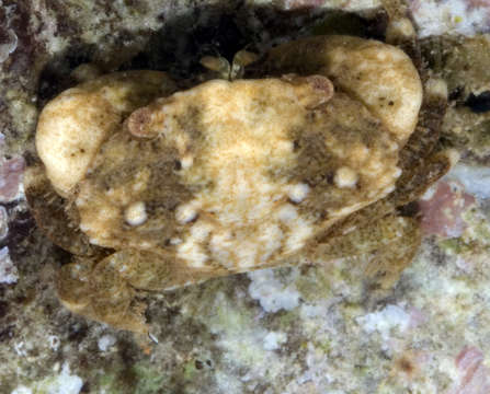 Image of Xanthinae MacLeay 1838