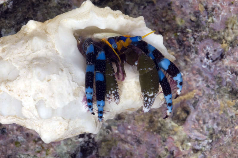 Image of blue-knuckled hermit