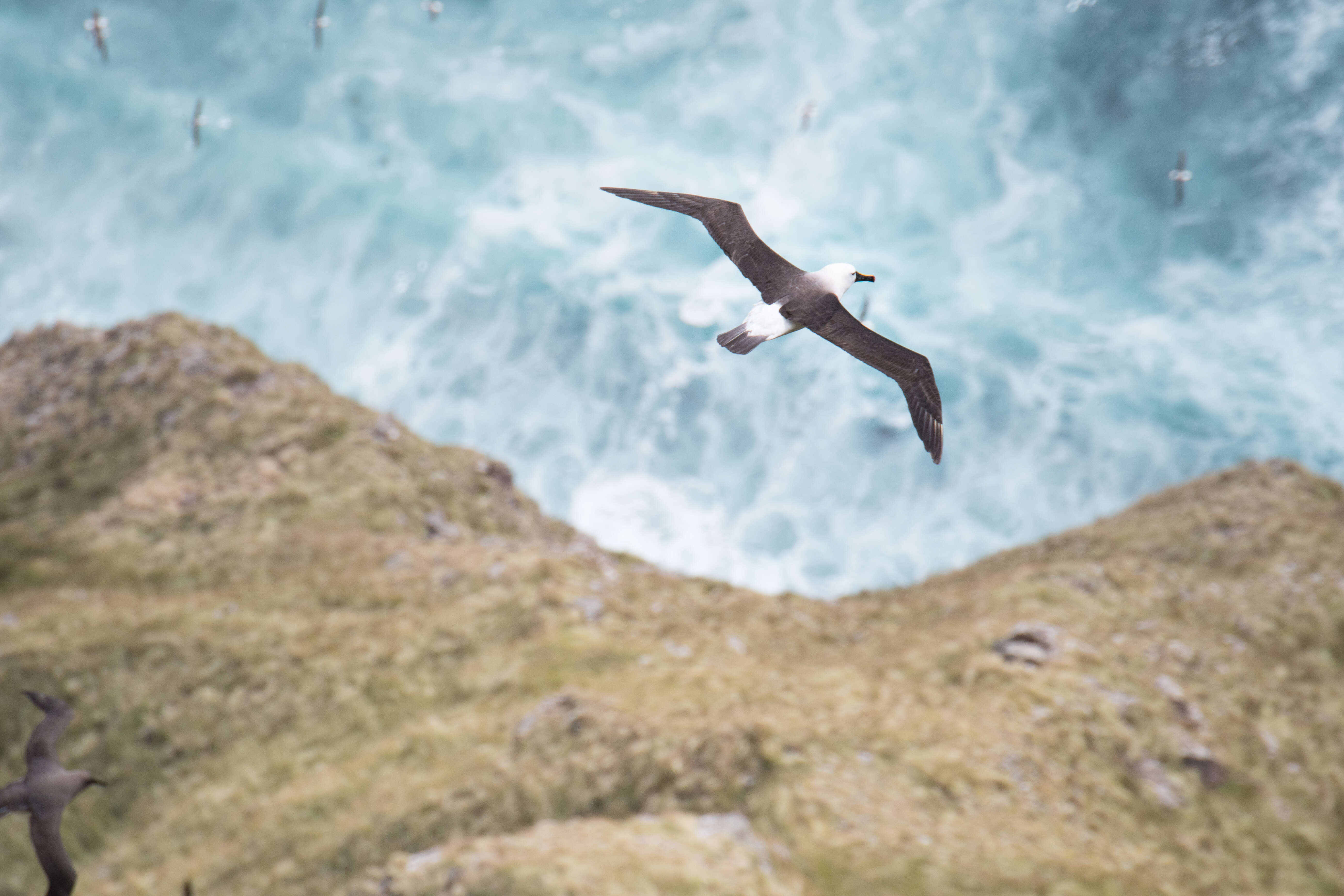 Image de Albatros de Carter