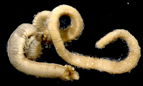 Image of tachinid flies