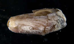 Image of Lithophaginae