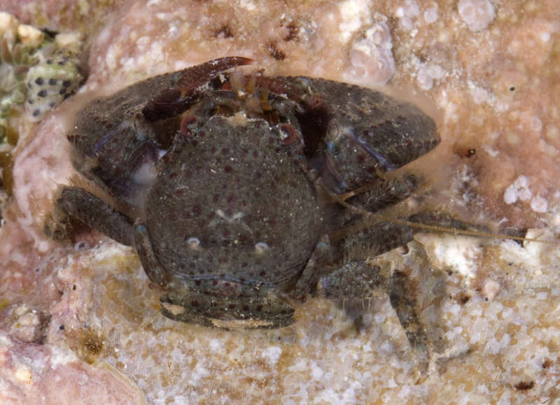 Image of porcelain crabs