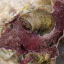 Image of Dendropoma platypus (Mörch 1861)