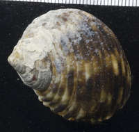 Image of turban snail