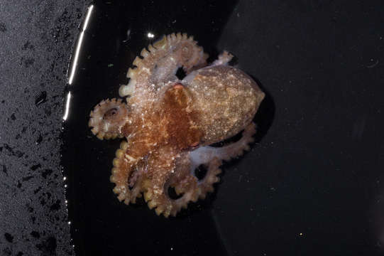 Image of Octopus