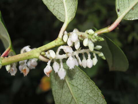 Image of Gaultheria fragrantissima Wall.