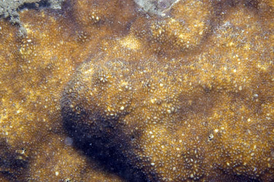 蕈珊瑚科的圖片