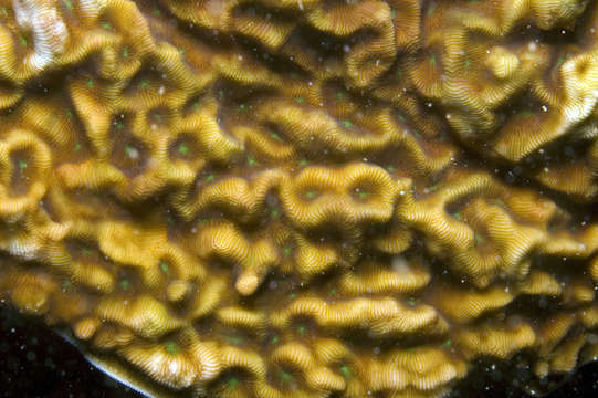 Image of hard coral