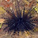 Image of Diadema urchin