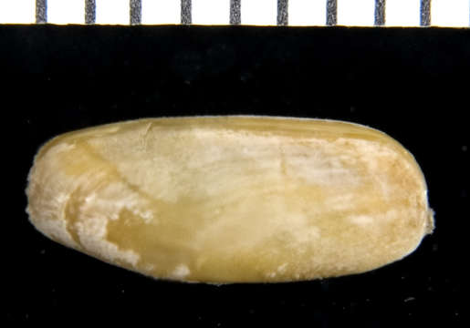 Image of Lithophaginae