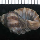 Image of <i>Semiricinula muricata</i>