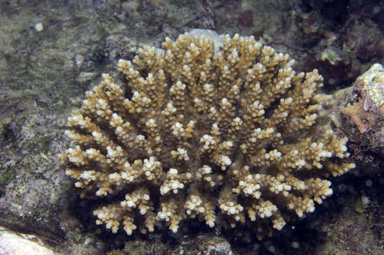 Image of Staghorn coral