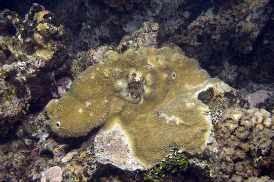 Image of Staghorn coral