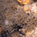 Image of [Bryozoa] sp. 1