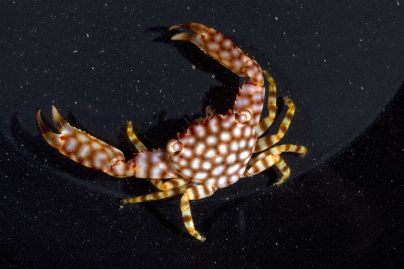 Image of yellow-spotted guard crab