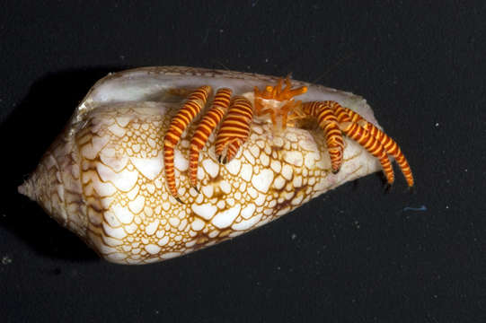 صورة Ciliopagurus