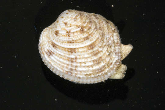 Image of Heterodonta